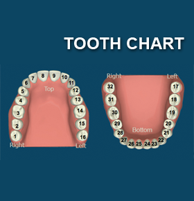 Tooth Chart